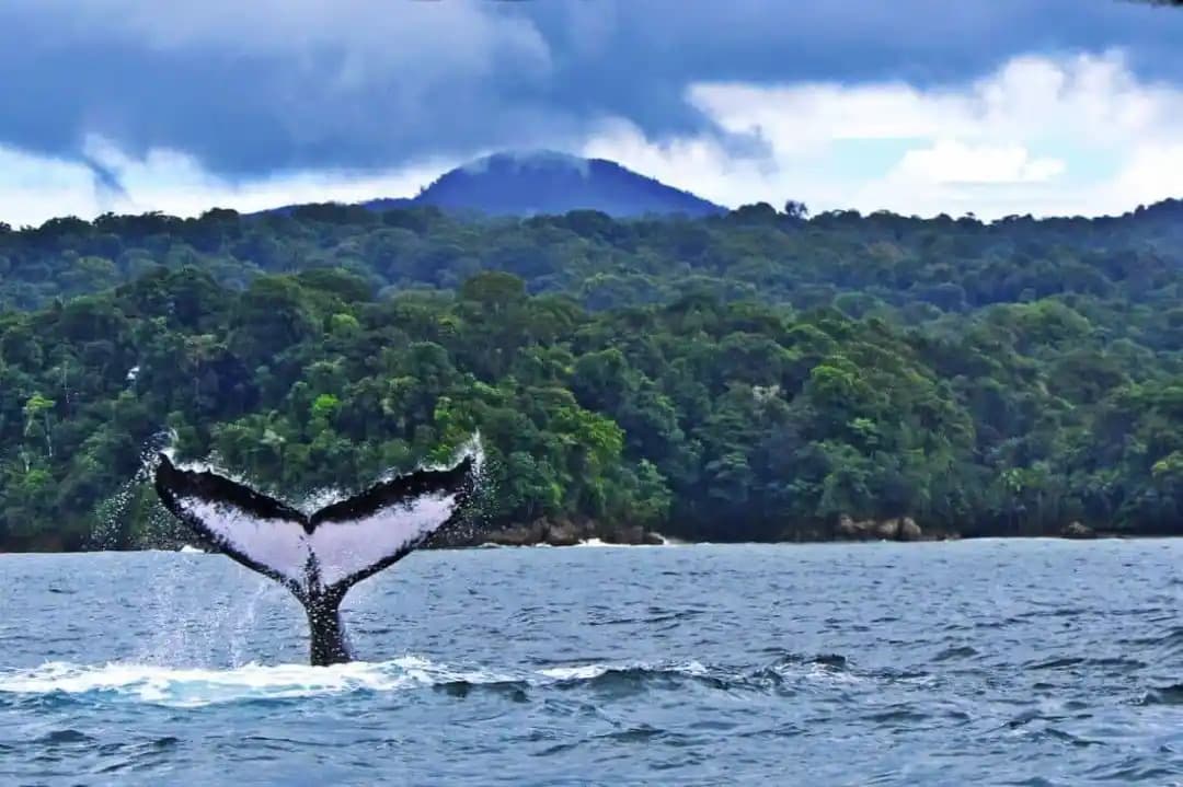 Queue de baleine à bosse devant la forêt du Chocó, Nuquí, Colombie