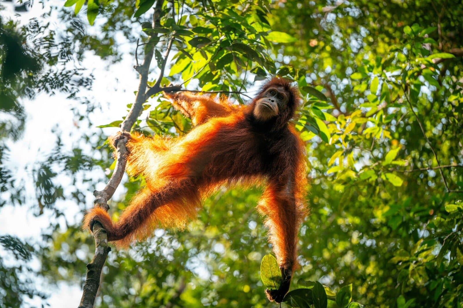 Orang-outan suspendu à une branche dans la jungle de Bukit Lawang, Indonésie